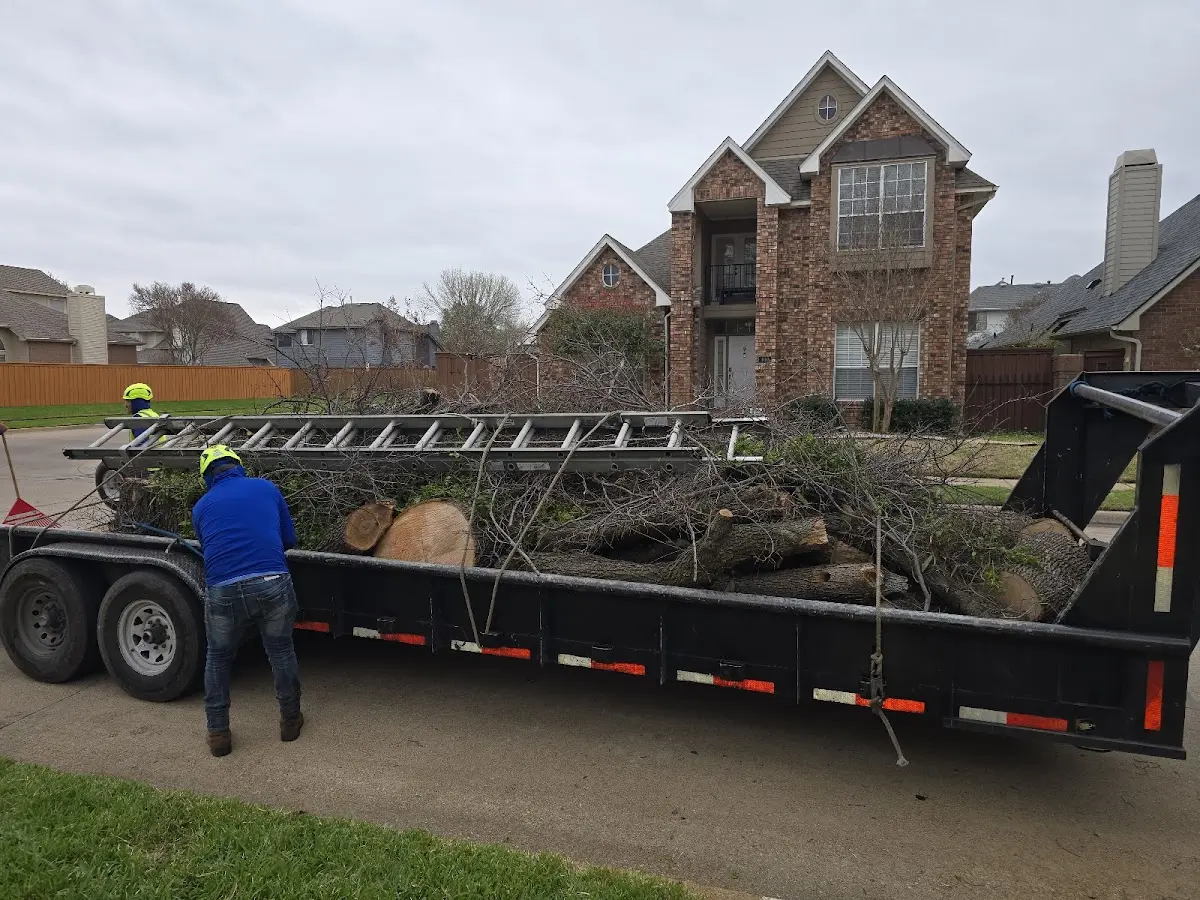 Expert Tree Pest Control with proper safety equipment in Pioche